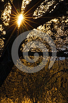 Sun burst glints through the trees in Bosque del Apache in New Mexico photo