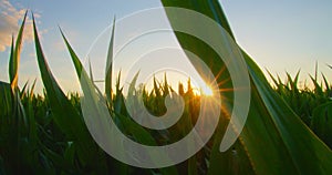 Sun burst, golden flares. Dolly, slider footage. Sunbeams on cornfield stalks, close up, corn plants. Sunbeams