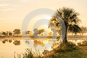 Sun Burst Through Palm Tree On Foggy Morning