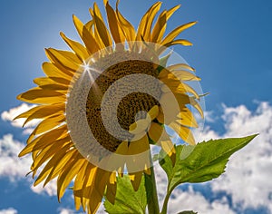 Sun burst through a sunflower petal on a perfect late summer day