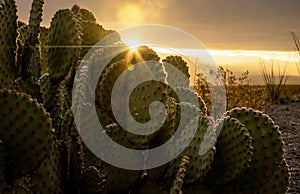 Sun Bursts Through Prickly Pear In The Morning