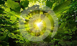 The sun centered and framed by beautiful green leaves photo