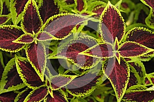 Sun Coleus Leaves