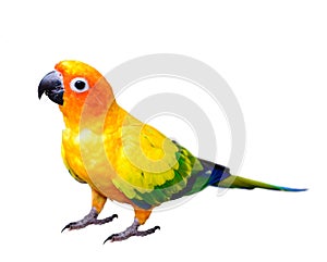 Sun Conjure parrot macaw