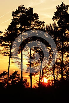 The sun continuously through the gap between the leaves. sunset