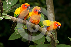 Sun Conure