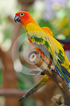 Sun Conure