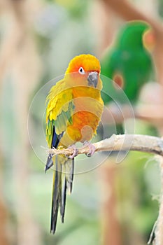 Sun Conure