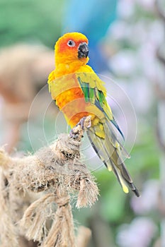 Sun Conure