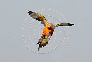 Sun Conure Aratinga solstitialis