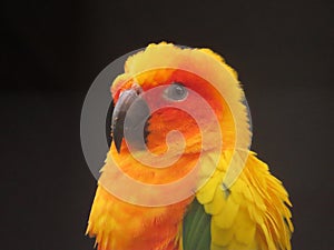 Sun Conure at Banham Zoo - Close up