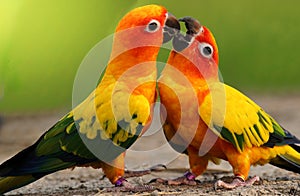 Sun Conure is beautiful parrot birds.