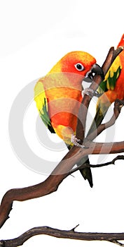 Sun Conure Climbing With It's Beak on a Branch