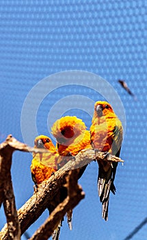 Sun conure parakeet Aratinga solstitialis