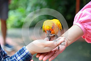 Sun conure parrot or Aratinga solstitialis colorful bird that eats sunflower seeds from the hand of mother and son. Bird lovers,