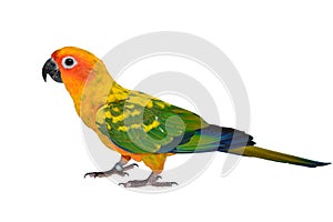 Sun Conure Parrot bird