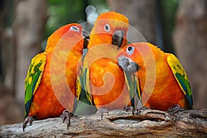Sun Conure parrot bird photo