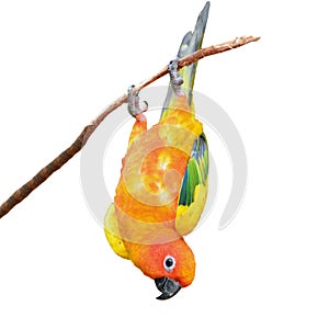 Sun Conure parrot bird