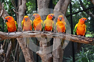 Sun Conure parrot bird