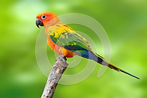 Sun Conure parrot bird photo