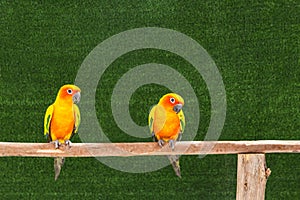 Sun conure parrot birds standing perch on the branch.