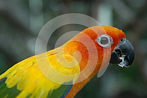 Sun Conure Parrot Eating