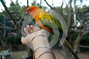 Sun Conure Parrot Eating on Hand