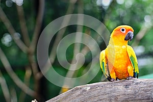 Sun Conure parrot macaw photo