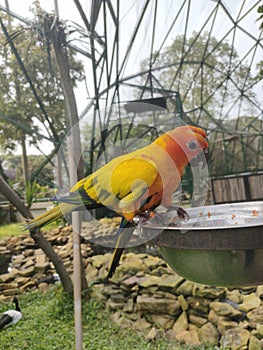 Sun Conure Parrot in Zoo