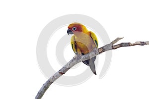 Sun Conure Parrots or Aratinga solstitialis perched on a branch in the garden on white background.