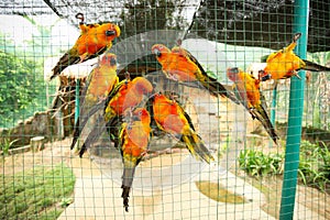 Sun conure parrots in aviary
