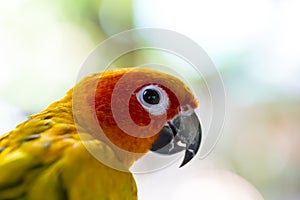 Sun Conure parrots.