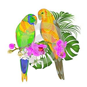 Sun Conure Parrots tropical birds standing on a purple orchid Phalaenopsis and palm, phiodendronon a white background vector illu