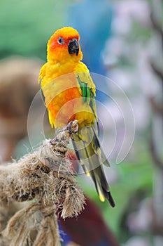 Sun Conures