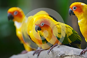Sun Conures