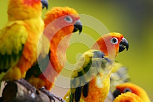 Sun Conures