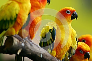 Sun Conures