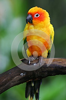 Sun Conures