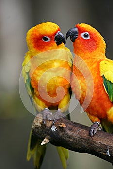 Sun Conures