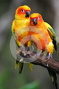 Sun Conures