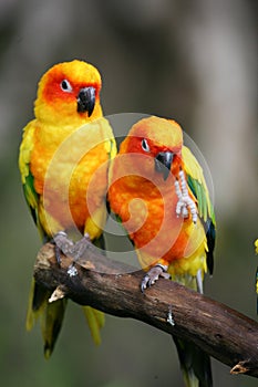 Sun Conures