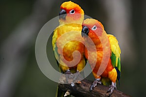 Sun Conures