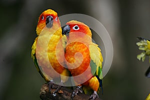 Sun Conures