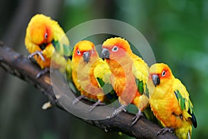 Sun Conures