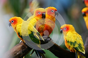 Sun Conures
