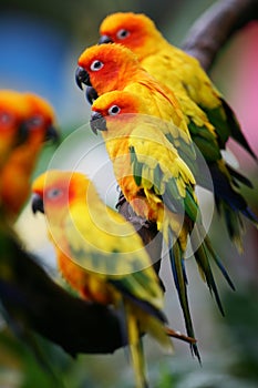 Sun Conures
