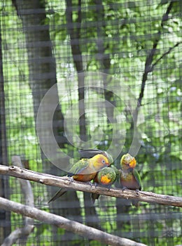Sun Conures or Sun Parakeets Aratinga Solstitialis