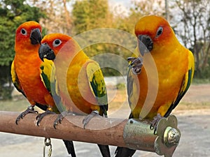 Sun Cornua parrot perched on a branch