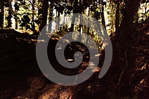 The sun creates a pattern of shadows in forest undergrowth