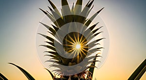 Pineapple Crown at Sunrise Sunset